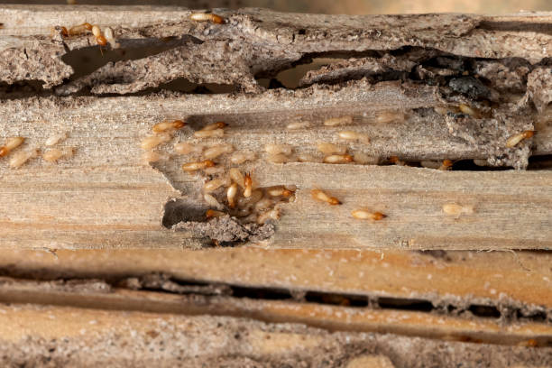 Best Residential Pest Control  in Village Of Oak Creek, AZ